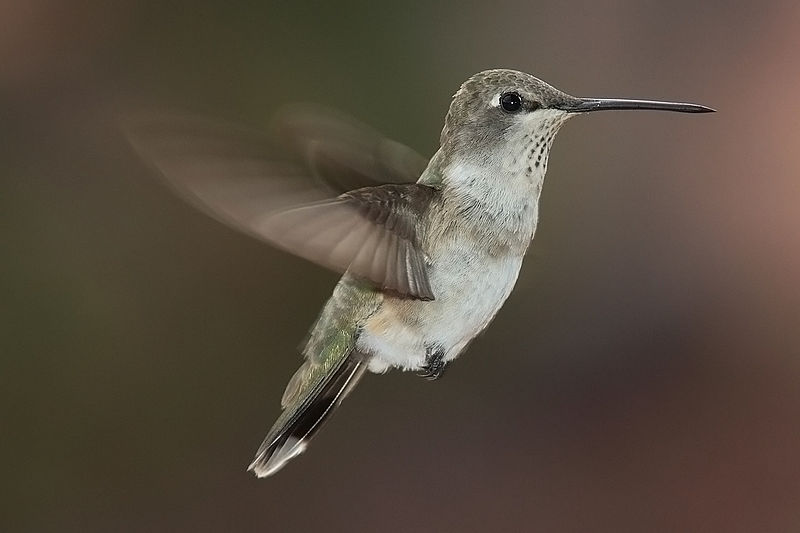Stand Still Like the Humming Bird (after Charlie Parker)